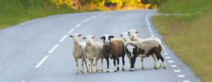 animales-carretera-ovejas