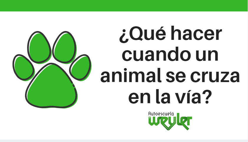 ¿Qué hacer cuando un animal se cruza en la vía?